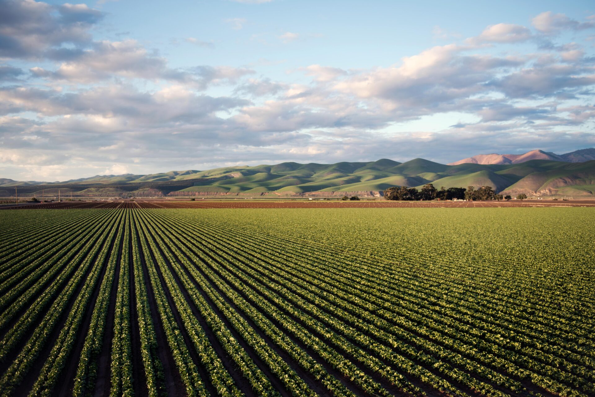 our-services-02 Aerial view of vast farmland with rows of crops and rolling hills in Santa Maria, CA.